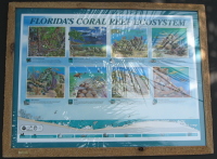 Donated to the Heart Association Florida's Coral Reef Ecosystem