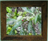 Lady Bug Photograph By Jacqueline Corral Double Framed